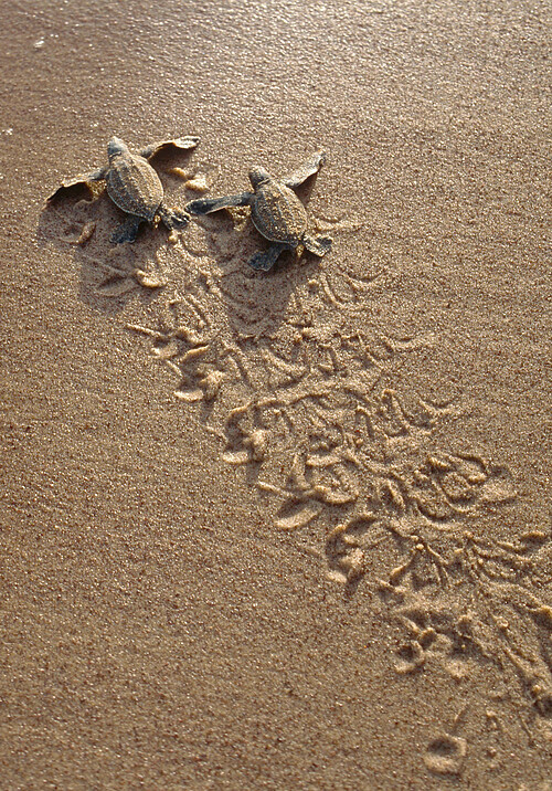 leatherback-sea-turtle-04